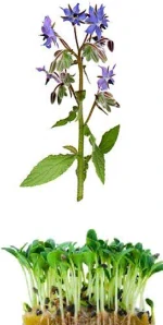 Borage