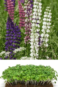 Lupine